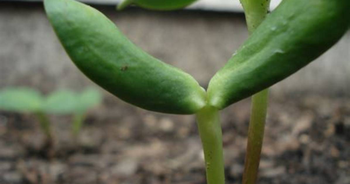 Sunflower Sprouts