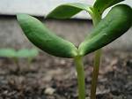 Sunflower Sprouts