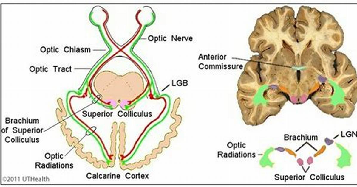 Superior Colliculus Function