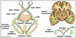 Superior Colliculus Function