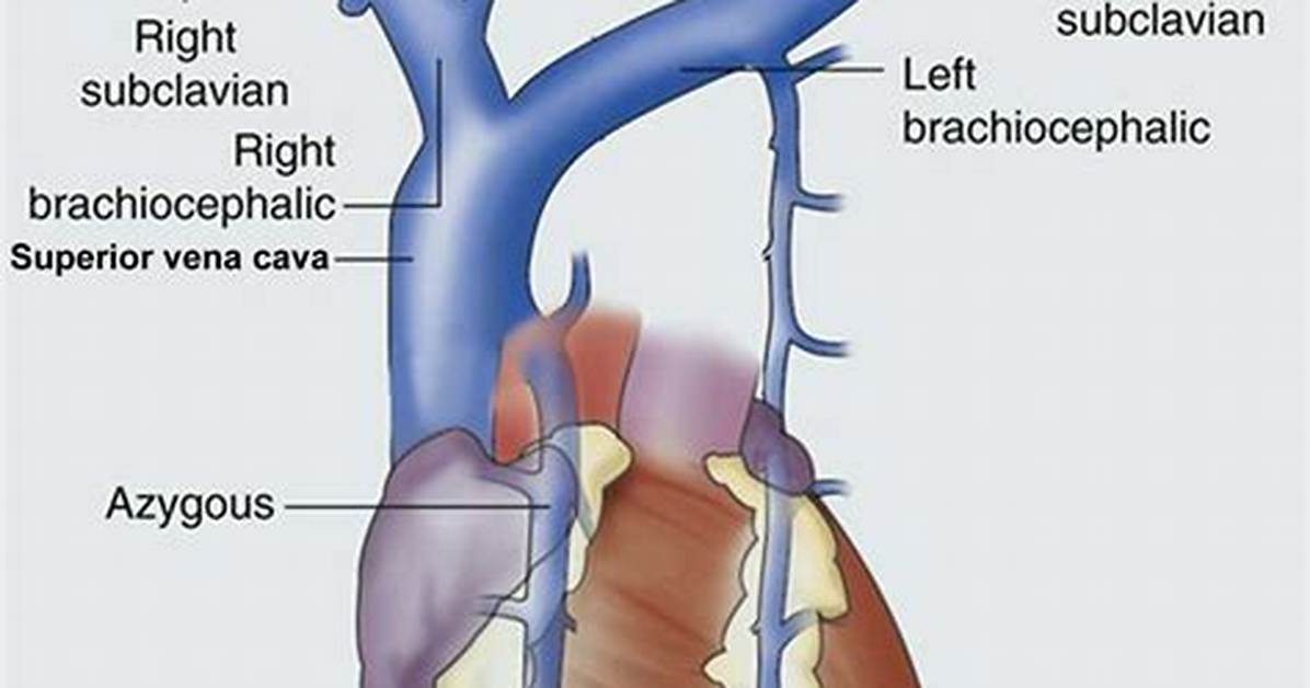 Superior Vena Cava Function