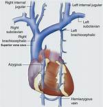 Superior Vena Cava Function