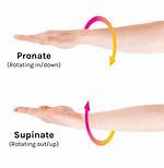 Supination Movement