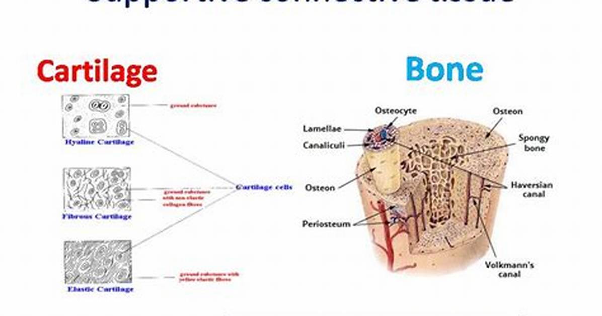 Supportive Connective Tissue