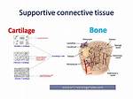 Supportive Connective Tissue