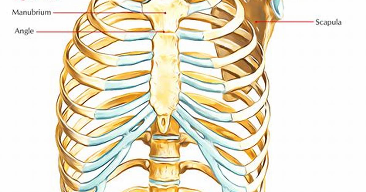 Suprasternal Notch