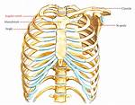 Suprasternal Notch