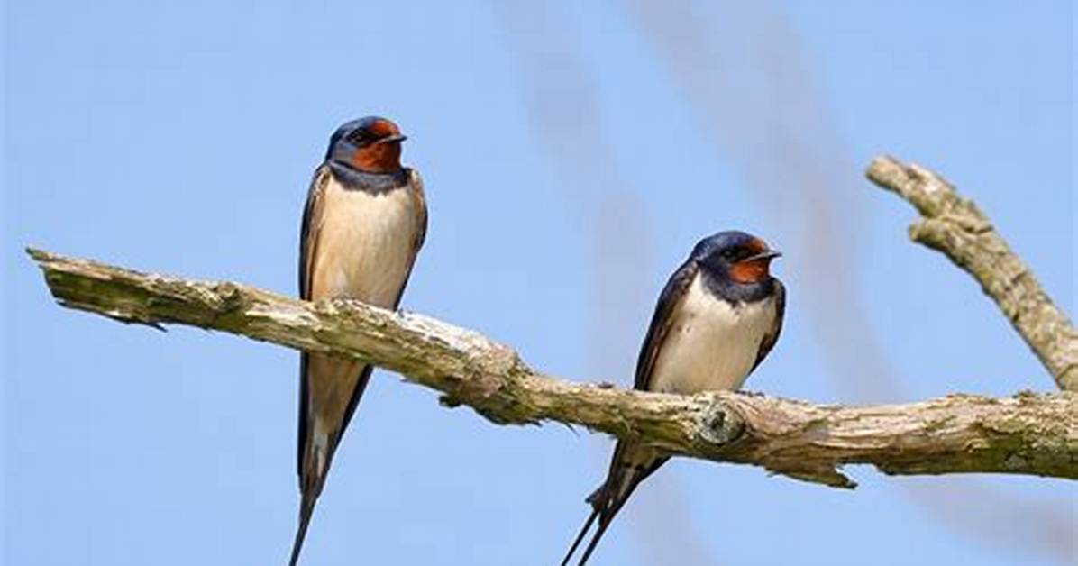 Swallow