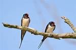 Swallow