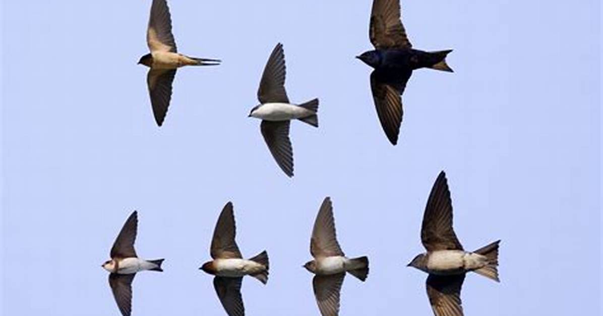Swallows