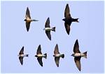 Swallows