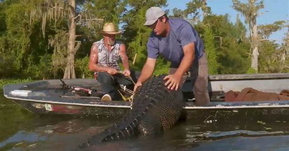 Swamp People How Much Does a Gator Sell for? 2011 Alligator Price Chart for Season 3