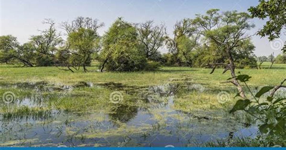 Swampy Area