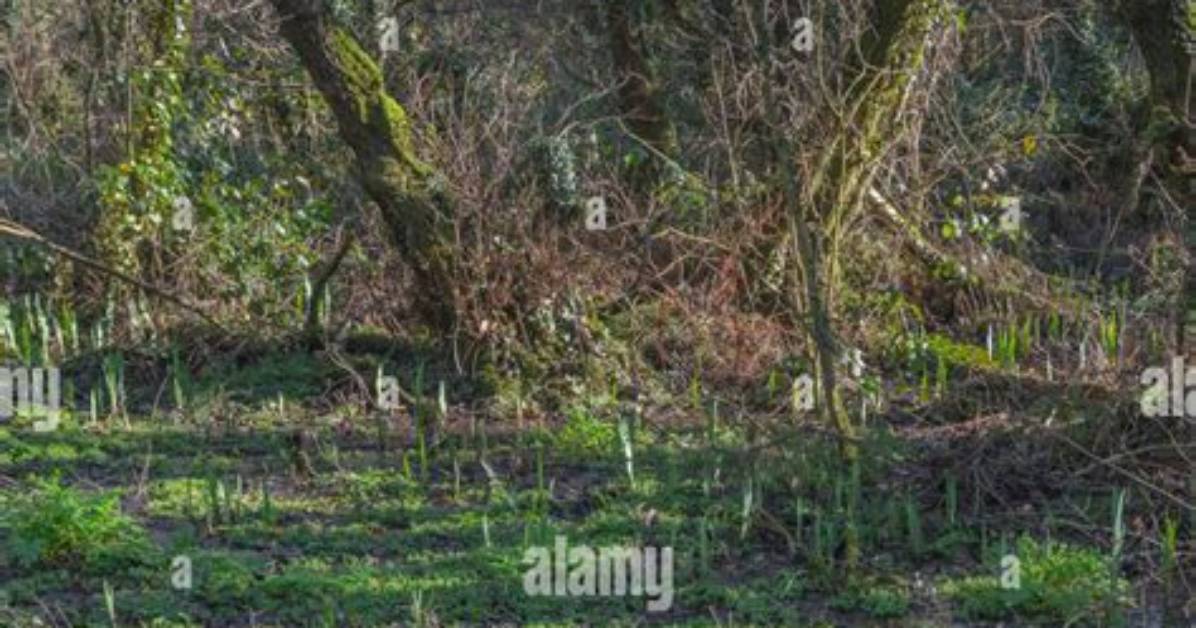 Swampy Ground
