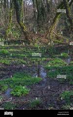 Swampy Ground