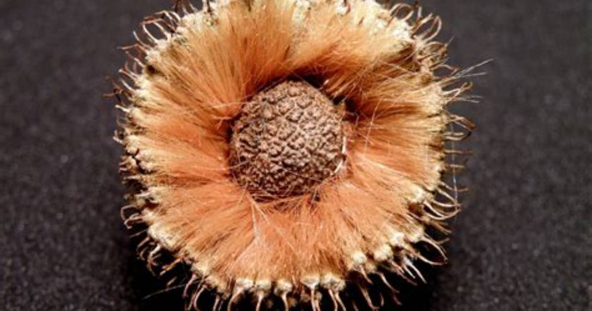 Sycamore Balls