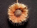 Sycamore Balls