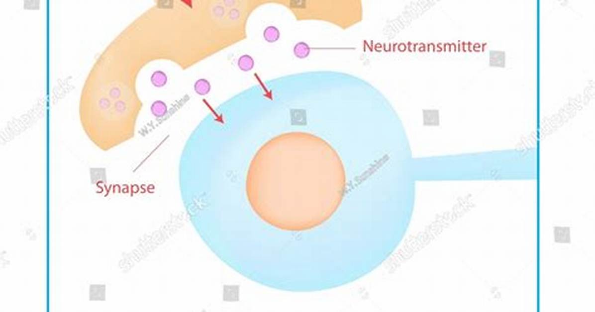 Synaptic Signaling