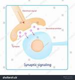 Synaptic Signaling