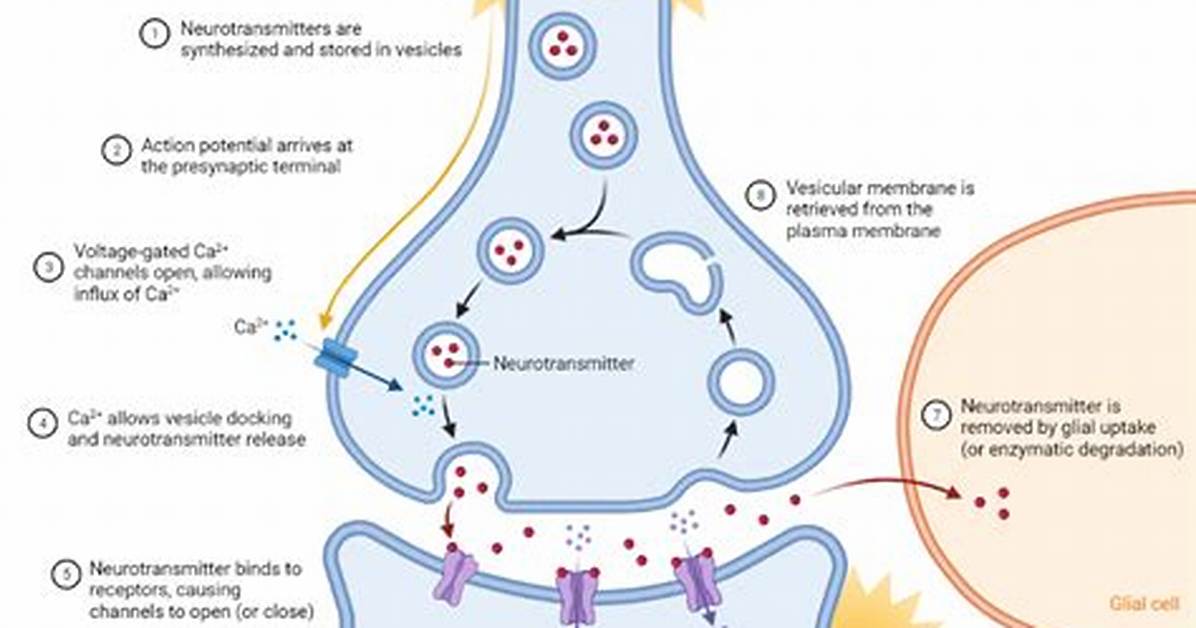 Synaptic Transmission Steps