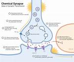 Synaptic Transmission Steps