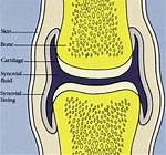 Synovial Membrane Function
