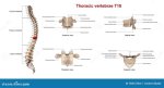 T10 Vertebrae