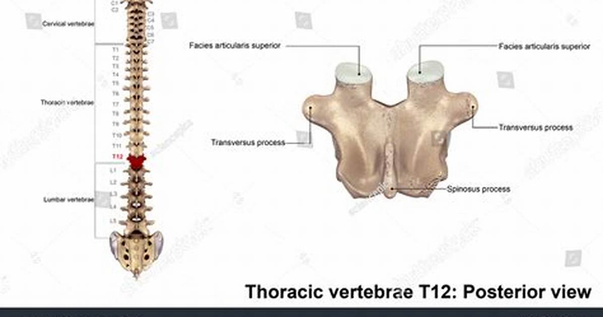 T12 Vertebrae