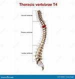 T4 Vertebrae