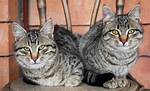 Tabby Kent