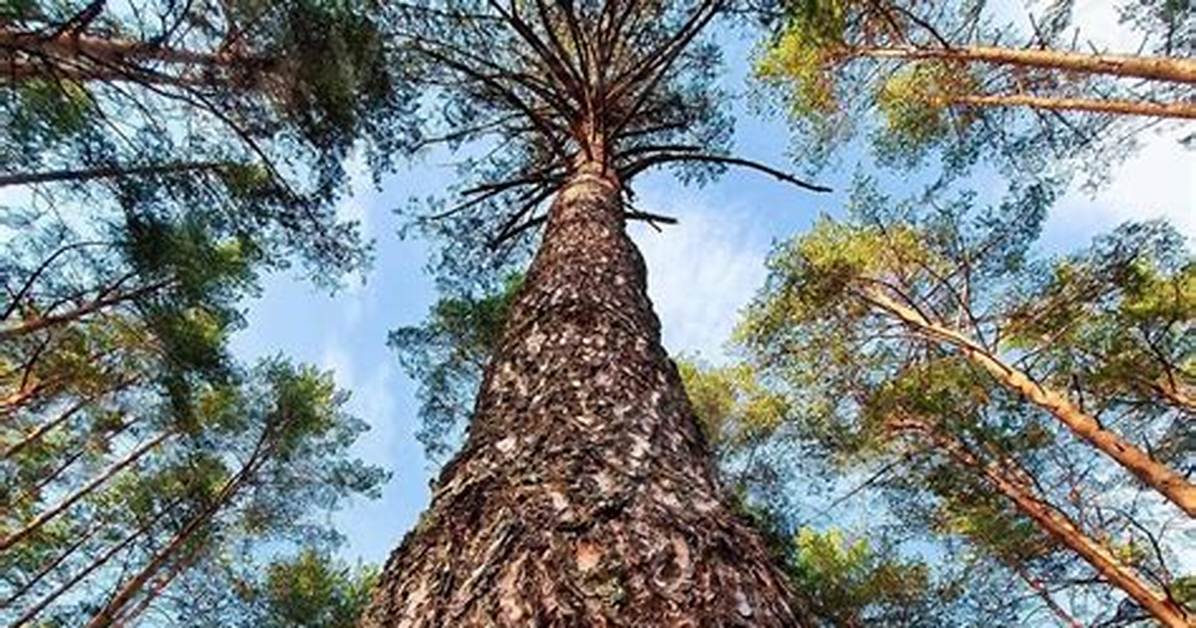 Tall Pine Trees