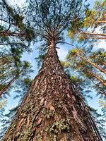Tall Pine Trees