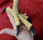 Talon