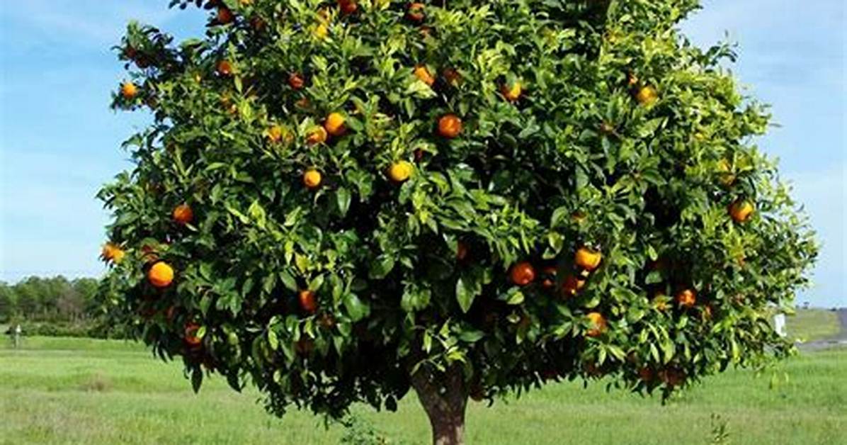Tangelo Tree