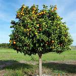 Tangelo Tree