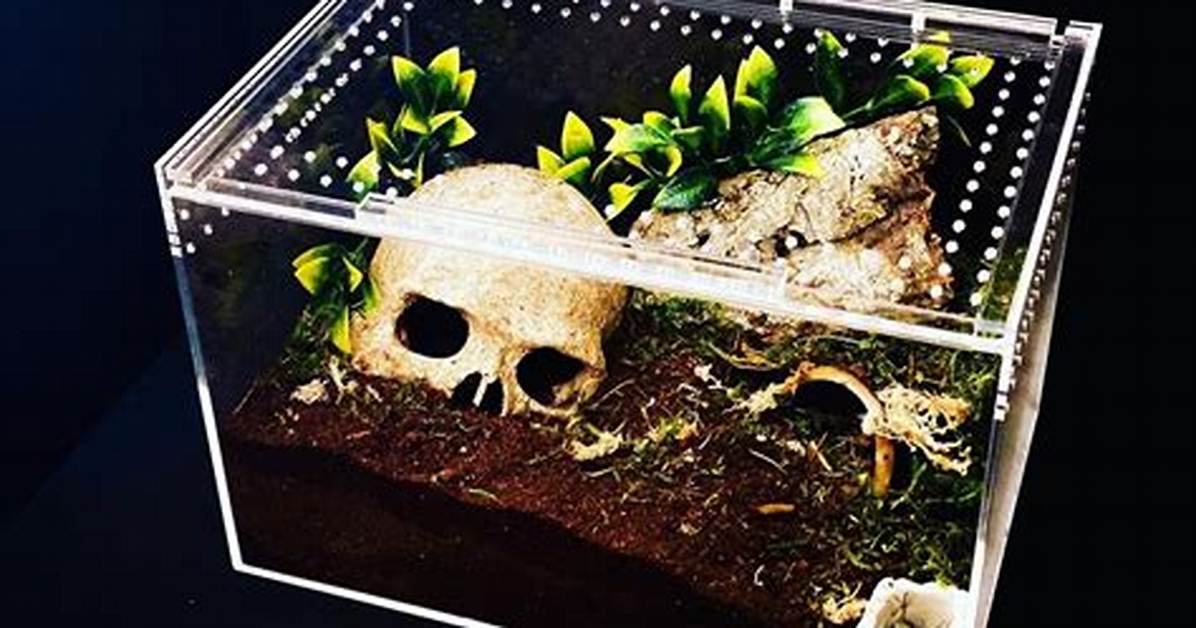 Tarantula Cage