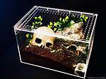 Tarantula Cage