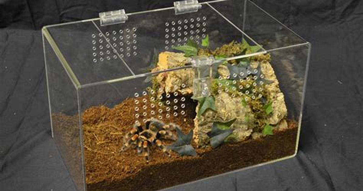 Tarantula Enclosure
