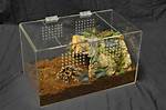 Tarantula Enclosure
