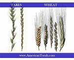 Tares Meaning