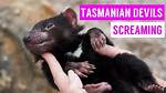 Tasmanian Devil Scream