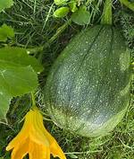 Tatume Squash