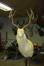 Taxidermy Forms