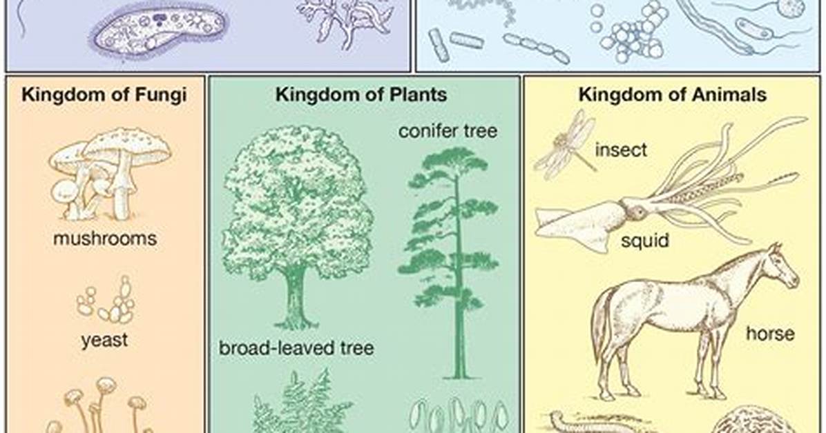 Taxonomy Kingdoms