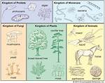 Taxonomy Kingdoms