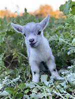 Teacup Goat