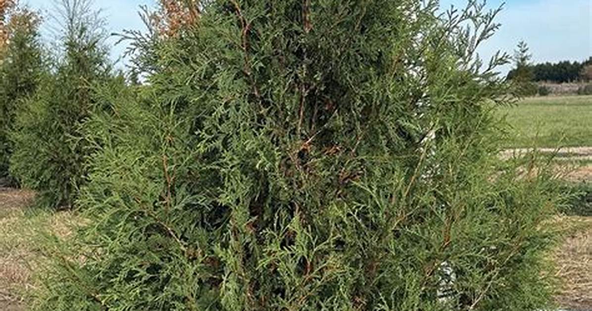 Techny Arborvitae