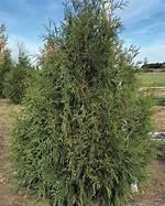 Techny Arborvitae