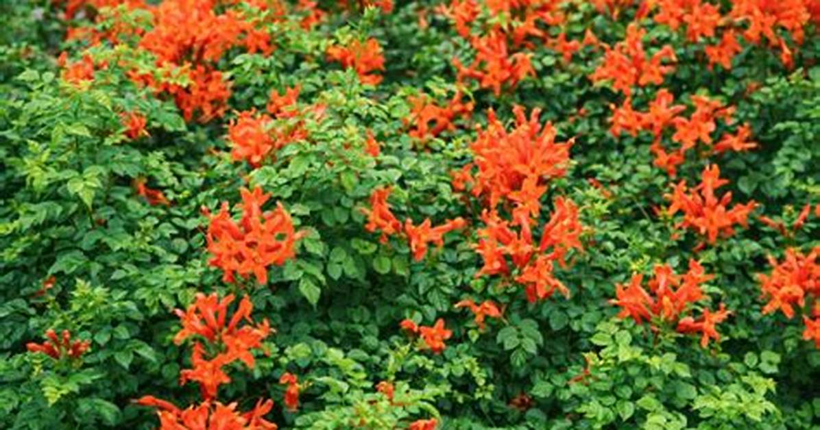 Tecomaria Capensis