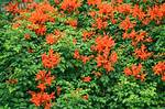 Tecomaria Capensis